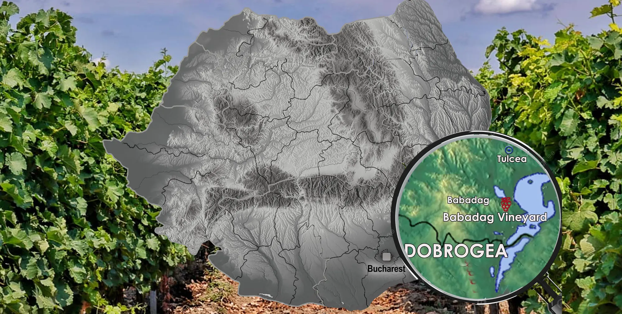 Babadag Vineyard