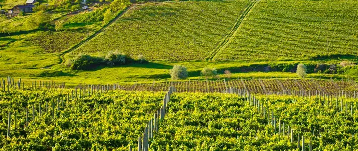 Weine aus Rumänien - Weintourismus - Cotnari Weingut