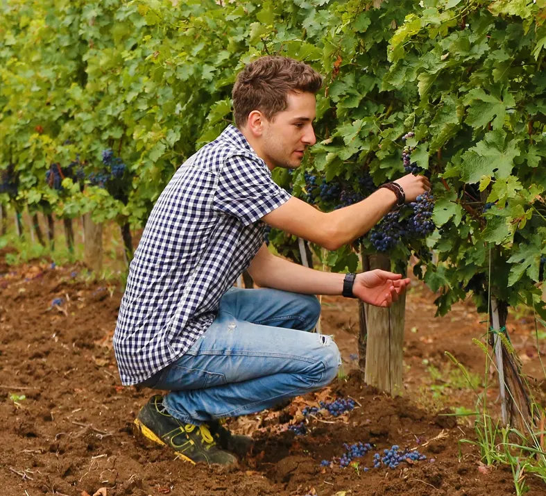 Petro Vaselo Weingut