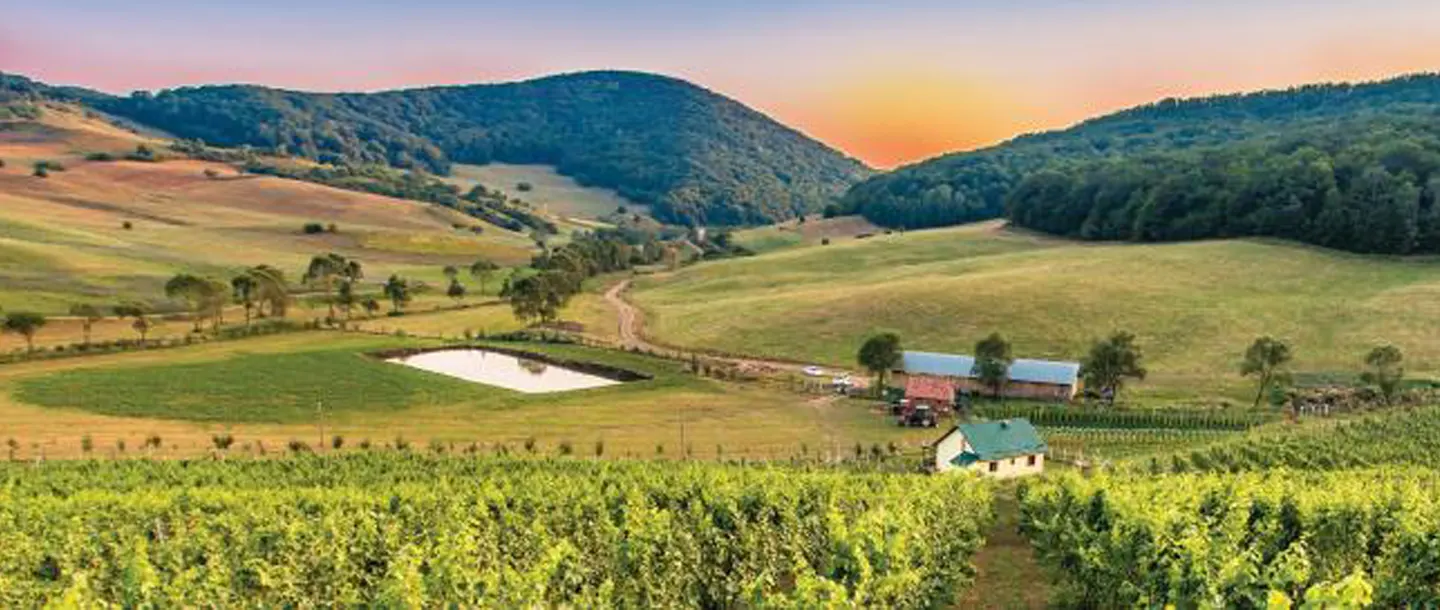 Valea Ascunsa Weingut